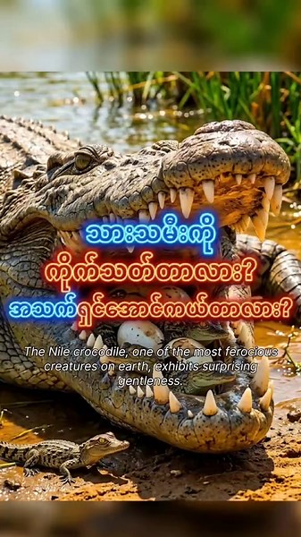 Crocodile in the Wild: Close Look at Wild Crocodile Behavior