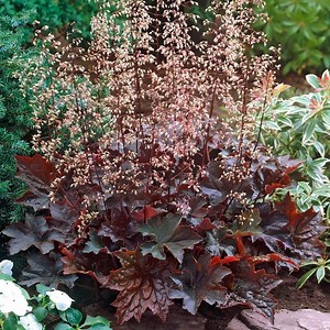 Coral Bells, Perennials, Heuchera - American Meadows
