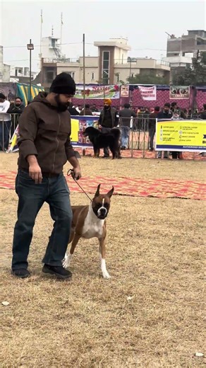 Great walking Moves By Boxer Dog In Show ❤️ #dog #boxer