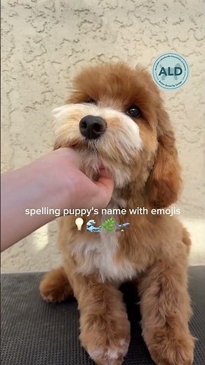 Level: easy 🐶 Options 👇 it’s Australian Labradoodle puppy 🐶 #breeder #puppy #cute #cutedog