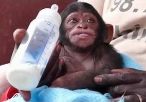 Baby Rescue Chimp Falls Asleep While Feeding