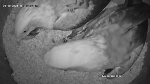 Louie can try all he likes.. he is not getting that egg! 😝🥚I knew she was going to lay tonight when she took a walnut off me this afternoon and threw it.. my cue to leave!😬 Both are now in their nestbox together.. sound asleep 😴.. Louie is one happy boy tonight! 🤣 🎉 I really love how she grumbles at him though! 🤣🤣 | Macaws And More