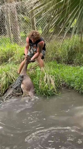Crocodile eats whole deer!