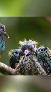 Amazing pigeon family | Raw Nature