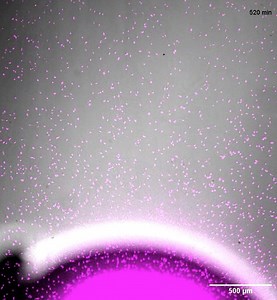 9.4K views · 20 reactions | The video shows the collective migration of dendritic cells (magenta) over several hours. By consuming the chemokine CCL19, cells generate a dynamic gradient that guides them to move away from the source at the bottom. © Sixt group/Science Immunology | The Science Explorer | Facebook