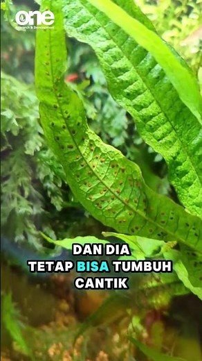 Pernah denger Java Fern?Tanaman ini cocok banget buat kamu yang baru mulai aquascape loh