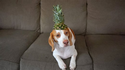 A curious dog confronts a very confusing pineapple