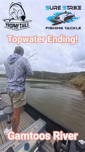 Trophy Tails on Instagram: "I had the morning free for some fishing but was torn as to which direction to head off into. It is late January and hot as hell in the Eastern Cape. Water temperatures are still high, running in the mid to upper 20 degrees. It looked like perfect conditions, wind-still, and overcast with a high humidity. By the time I got onto the water, I had about an hour left of the dropping tide, perfect overall conditions to target Spotted Grunter on topwater over the Gamtoos mou