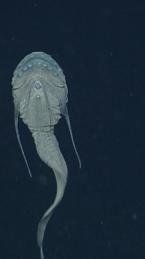 Discover the Enigmatic Threadfin Snailfish Careproctus longifilis