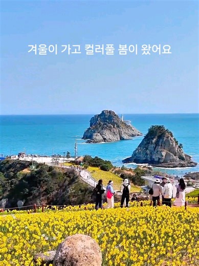 드디어 봄이 왔네요 템플릿으로 컬러풀 영상 만들어 보세요 1키네마스터 설치후 2탬플릿