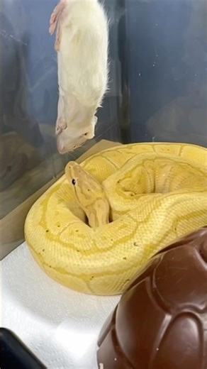 DRAKKON | Banana Pinstripe Royal / Ball Python | #strike #short 🍌🎬 (25.11.25)