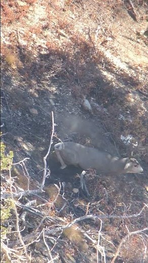 Perfect Shot Placement on Mule Deer at 470 Yards w/ 300 Win Mag!