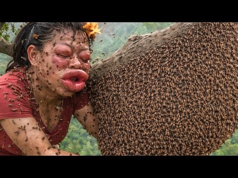 Hunting Giant Wild Honey – 3 Huge Beehives on a Single Ancient Tree at Extreme Heights