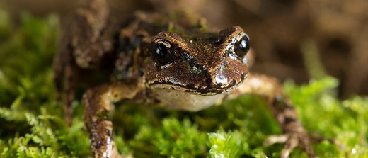 Archey's Frog | NZ Critically Endangered Species | Auckland Zoo
