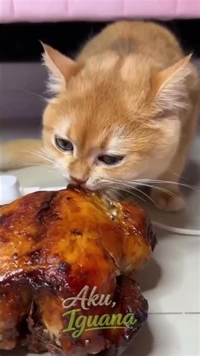 Makanan Kucing Homemade yang Sehat & Aman! 🐱🍗