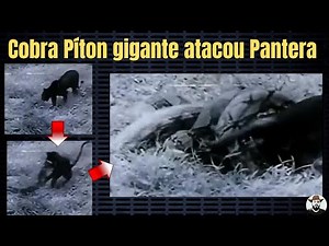 Cobra Píton gigante atacou Pantera | Biólogo Henrique