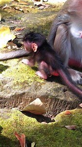 2.4K views · 40 reactions | Nearl finih her a week old cute babyy ymonkeyy Naina start strong move from mom Nanda | Newly Monkey Reel | Facebook