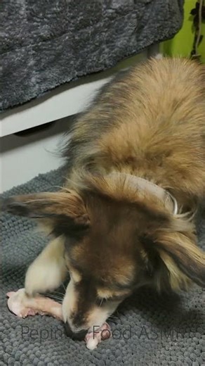 Dog ASMR | Raw Turkey Bone Chewing (Close Scraping Sounds)