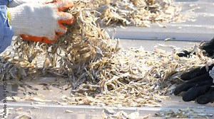 Solar fish drying plant, Dryer glass ​house​ for​ dried​ preservation​.