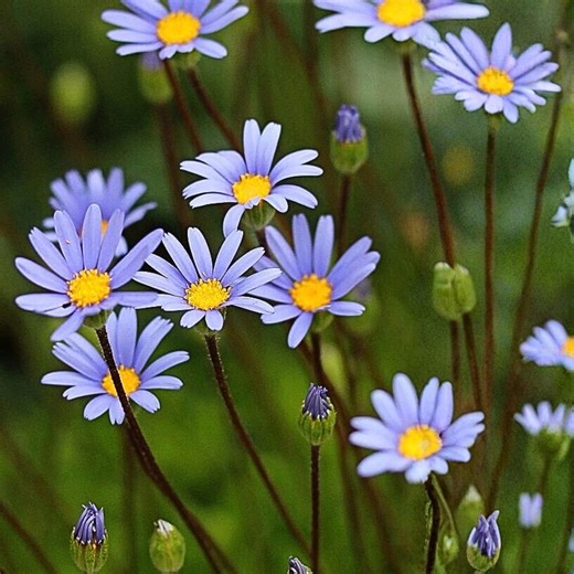 200 Blue Marguerite Daisy Seeds – Blue Daisy Flower Seeds for Garden Beds, Borders, Containers & Summer Blooms - Etsy