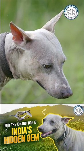 From Andhra Villages to Legends – The Origin of Jonangi #jonangi #doglife #alangukottaidogfarm