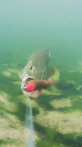1.5M views · 7.7K reactions | Here’s a pike having fun with the Christmas present it received  And you, were you spoiled ? #pike #fishing #underwater #pikeattack #westin #bullteez #westincam | Underwater World | Facebook