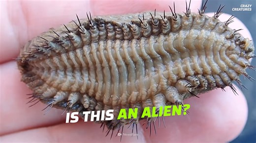 Creatures on Earth that look like they belong on another planet