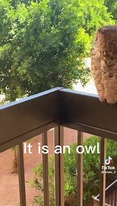 1.4M views · 50K reactions | This is amazing story of her Grandma and her friend a Owl. Follow her on TikTok shaix_2 #owl #dailyvisitor #truesouthernaccent | True Southern Accent | Facebook