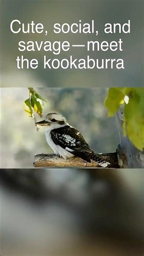 What You NEVER KNEW About Australia’s "Laughing Bird"