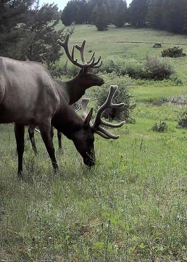 Velvet Bull Elk in Montana #elk #elkhunting #montana #hunt #hunting #trailcam #nature #photography