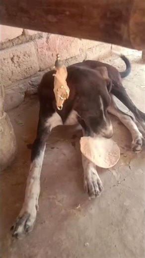 #feedshorts #viralvideo #youtubeindia #shortvideo #eating