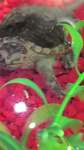 My pet Common Snapping Turtle is very adorable & cute!!