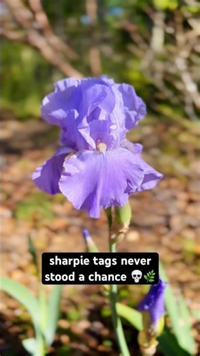 sharpie tags never stood a chance 💀🌿 #gardentips #gardenideas #iris #flowergarden