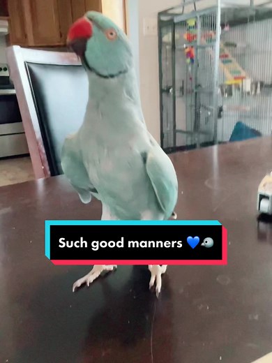 Such good manners he has! “Thank You Baby” Keychains instock now💙 #thebluechicken #novascotia #kiwi #talkingparrot #cutepets #thankyoubaby #parrot #kiwitheparrot #funnyanimals