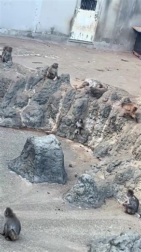 小雨: 味方になってくれる子も心配してくれる子も居るね。ガンバレ🩵 he always knows exactly where his toy is 😭❤️#WHY DON’T THEY PUT IT SOMEWHERE ELSE?!?!!