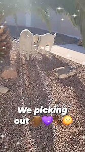 3.2K views · 30 reactions | Just playing with 蝹 #Shadow #shadowdog #sunshinedog #rocketandshadow #SunShine #sunshinegirl | Rocket, Shadow and SunShine | Facebook