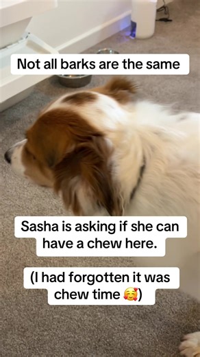 Understanding Your Dog's Barking as Communication