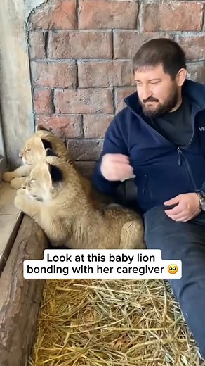 Watching a baby lion bond with her caregiver is a truly heartwarming sight. Without their mother, lion cubs often form strong emotional connections with the humans who nurture them. They respond to gentle touch, calm voices, and consistent affection much like they would within their own pride. As trust builds, they begin to play, cuddle, purr, and stay close, revealing just how affectionate and social these majestic cats can be when raised with kindness and care. Video credit goes to @kaanngvn F