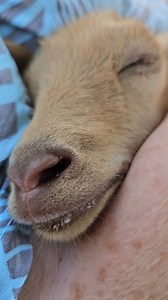 30K views · 1K reactions | Butterscotch, deep dreams Penn State Health Rehabilitation Hospital #goat #snuggling | Steinmetz Family Farm | Facebook