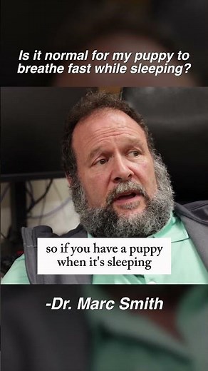 Is it Normal for Puppy to Breathe Fast When Sleeping? Marc Smith, DVM