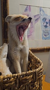 Fawzi the Sand Fox has his own plushie and book! https://www.saveafox.org/product-page/fawzi-plushie-and-fawzi-book-combo | Fawzi Fox