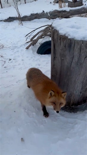 Warren popping in for a quick hello to wish everyone a nice week 🦊 🎥 Jane Thompson #redfox | Alaska Wildlife Conservation Center