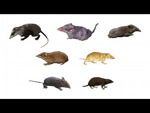 Types of Moonrats | Gymnures | English