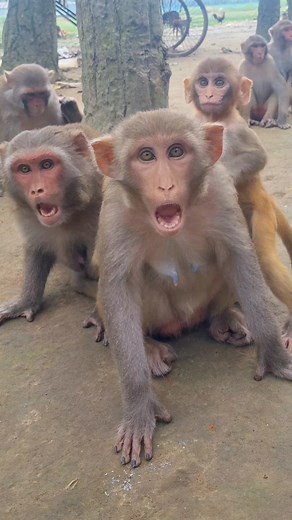 Monkeys angry reaction😮 . . . . . . . . . . . #LaughWithAnimals #monkeyreaction #angrymonkey | Laugh with Animals