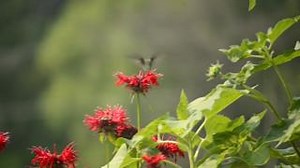 It is almost hummingbird migration time! 💐 Most hummingbirds are done breeding and many will begin moving south for their great fall migration in August and September. They refuel their bodies in the early morning, fly during the day, and feed again in the late afternoon to maintain their body weight and fast-paced lifestyle. One exception is ruby-throated hummingbirds (like the one in this video) will fly out over the Gulf of Mexico and continue flying over water when night falls. Certain spec