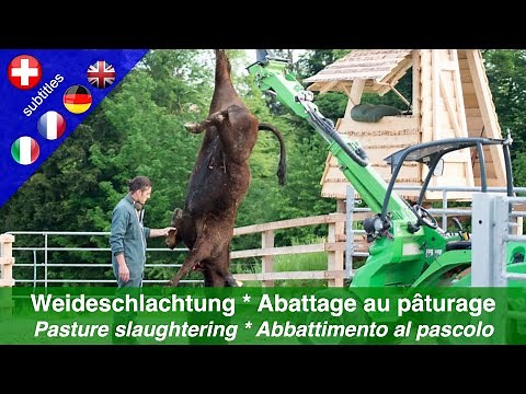 Pasture slaughtering - for improved animal welfare and minimised stress