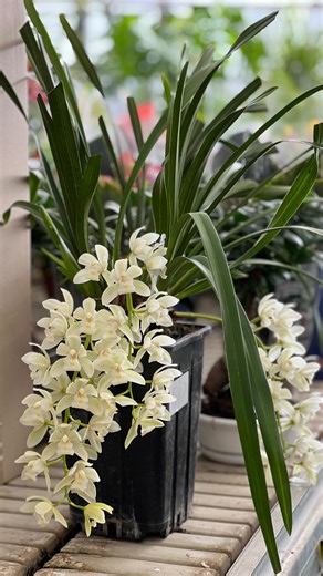 A_ BOTANIK | Cymbidium (Simbidium) – zərif və uzunömürlü orkide növü 🌸 Böyük, möhtəşəm çiçəkləri və 4–8 həftəyə qədər davam edən çiçəkləmə müddəti ilə... | Instagram