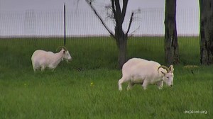 Sheep Pasture - watch sheep grazing at Farm Sanctuary in New York | Explore.org