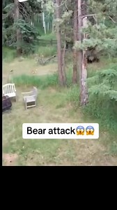 Black bear eats fawn. | Hester's Black & Tan Hounds