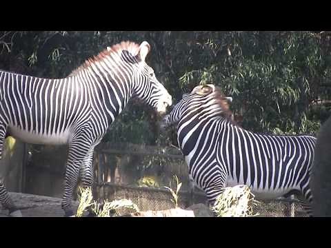 Zebra Harems Conservation San Diego Zoo